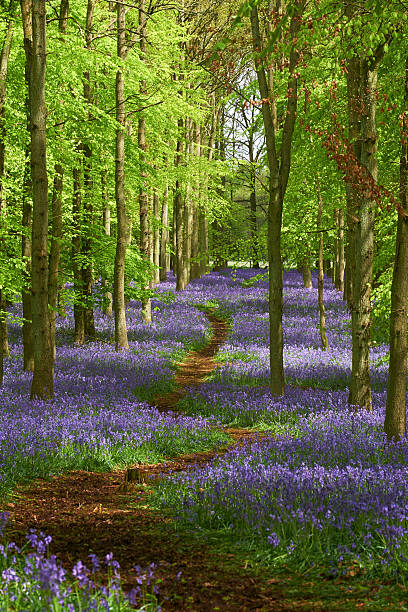 istock Bluebells Of Spring 473176138