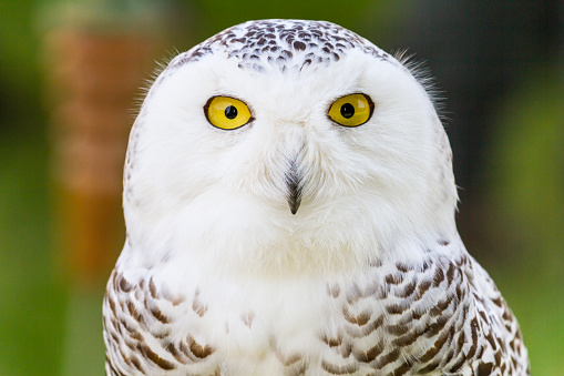 Bubo scandiacus or Snowy Owl - Front view