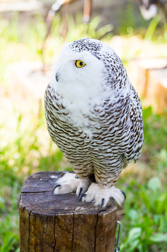 Bubo scandiacus or Snowy Owl