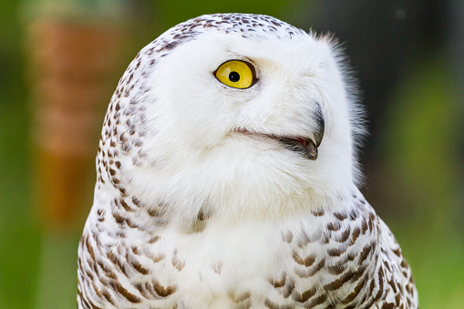 Bubo scandiacus or Snowy Owl