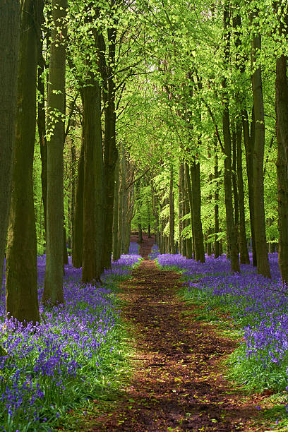 istock Bluebell Wood Scenic 473176368
