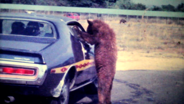 Bear Cub Eating Out Of Car Window-1979 Vintage 8mm film