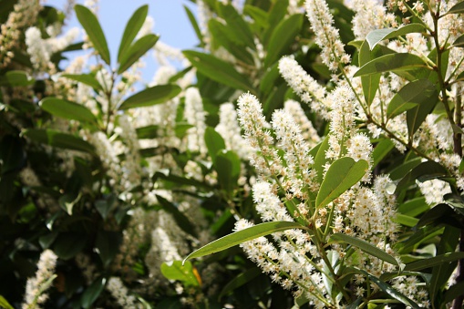 Prunus laurocerasus cherry laurel with large white flowers under blue sky Lake Maggiore Italy