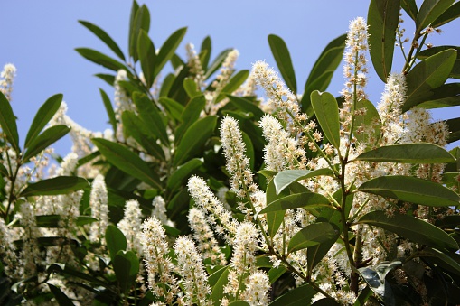 Prunus laurocerasus cherry laurel with large white flowers under blue sky Lake Maggiore Italy
