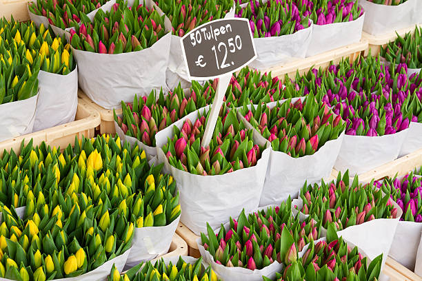 istock Colorful tulips on sale 473180060