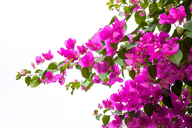 istock Bougainvillea flower on white 473180168