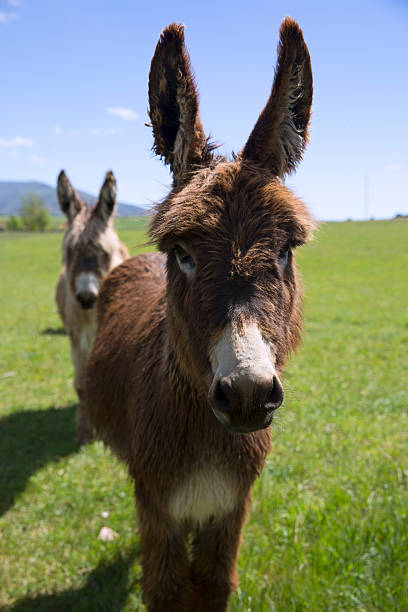 istock Donkey in green grass and blue sky 473181506
