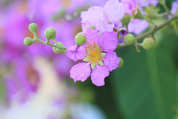 istock Lagerstroemia tomentosa Presl 473182040
