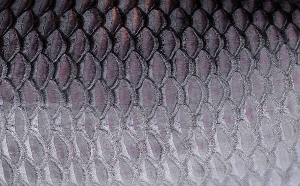 istock texture of fish scales 473182042