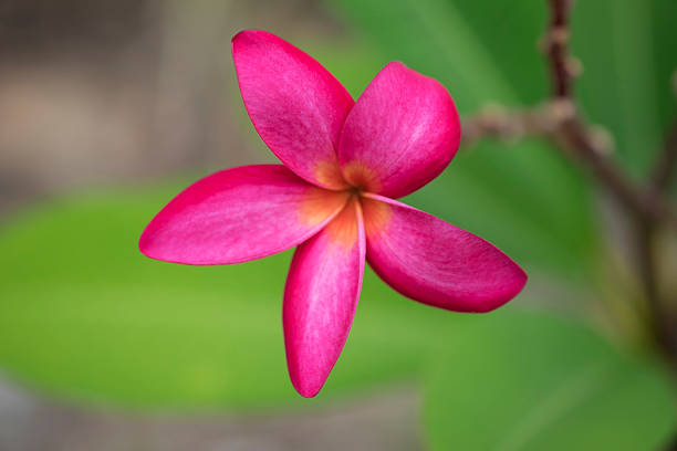 istock frangipani blossom on the plumeria tree. 473182120