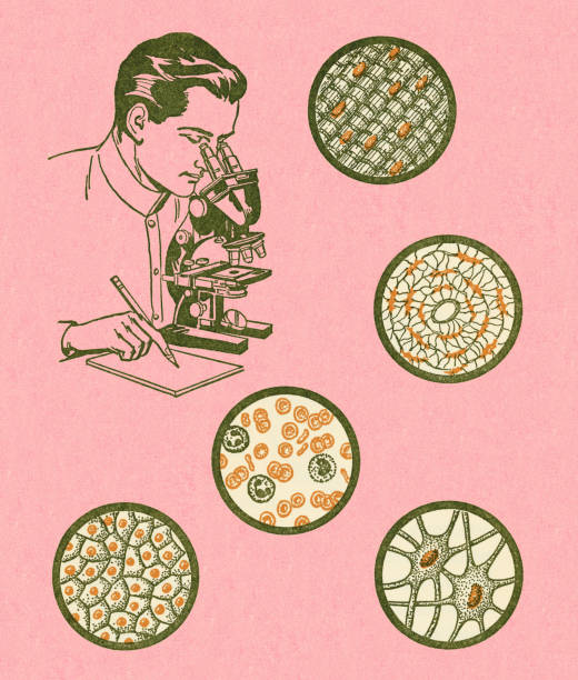 ilustraciones, imágenes clip art, dibujos animados e iconos de stock de scientist looking a las células bajo microscopio - colored background adult photography color image