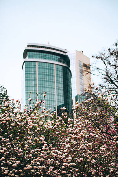 istock Magnolia blooming in the city park 473185862