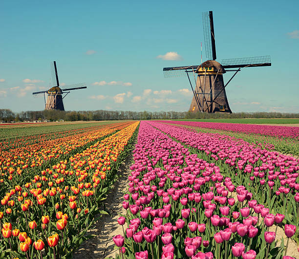 istock Fantastic landscape with windmills and tulip field in pastel col 473186000
