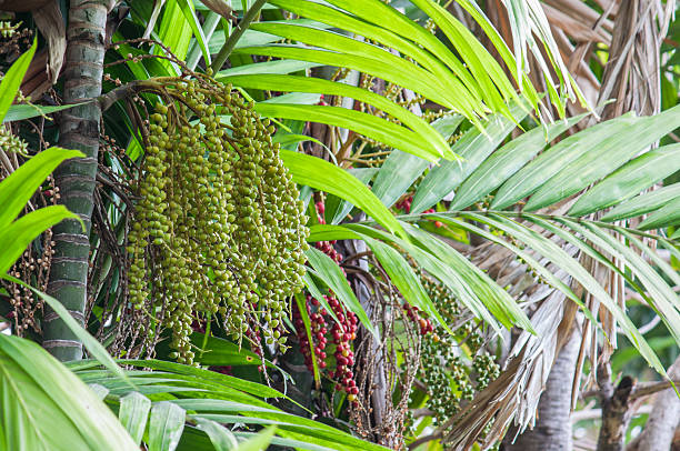 istock Manila palm or Christmas palm tree 473186040