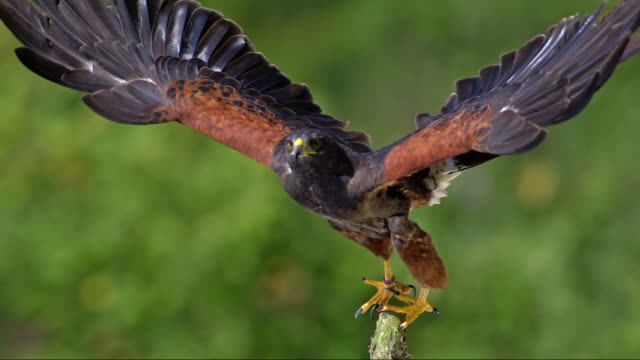 SLO MO of hawk flying off a wooden stump