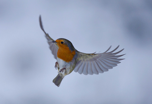 Robin flying.