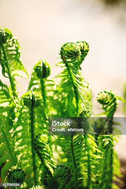 Many Young Ferns Stock Photo - Download Image Now - 2015, Botany, Branch - Plant Part