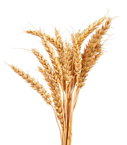 istock A bunch of dried wheat stalks against a white background  473191132