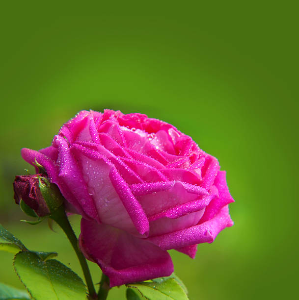 rosa rose. - single object leaf nobody nature stock-fotos und bilder