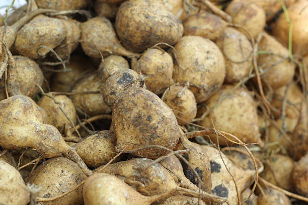 istock cassava, Yam bean in the market 473191410