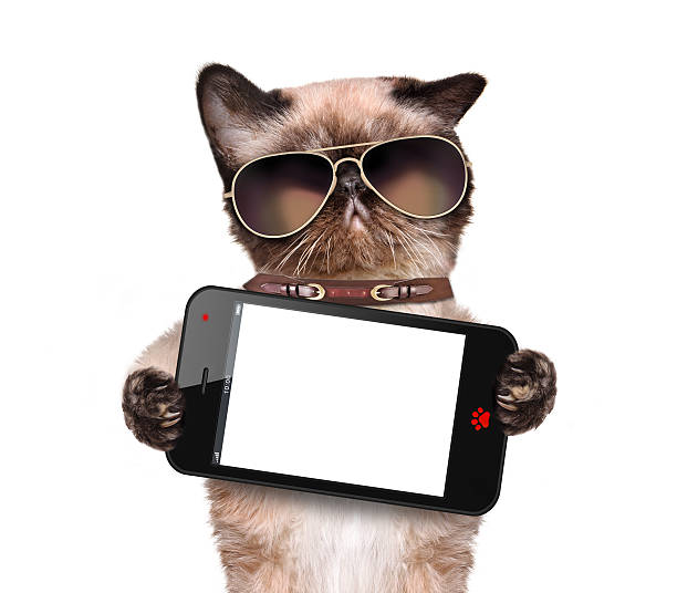 istock Cat holding a blank smartphone. 473193866