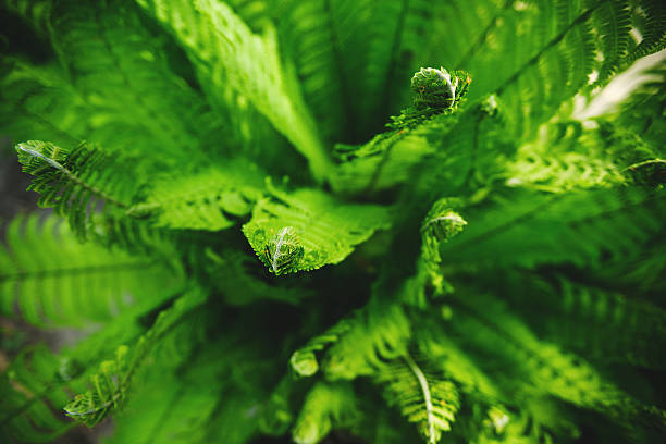 istock Many young ferns 473194354