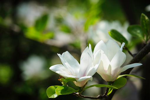 spring magnolia blossom on tree branch. shallow depth of field.