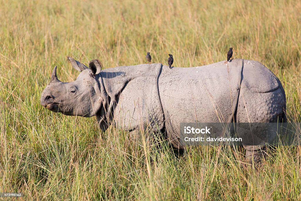 Rhinoceros Rhino in Pobitora National Park in North East India. 2015 Stock Photo