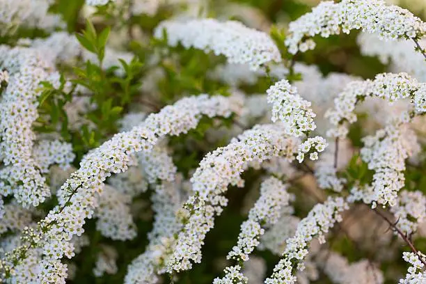 White spirea blooming in beautiful hedge. Close up of springtime white flowers