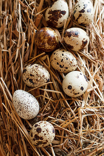 istock The picture quail eggs 473196694