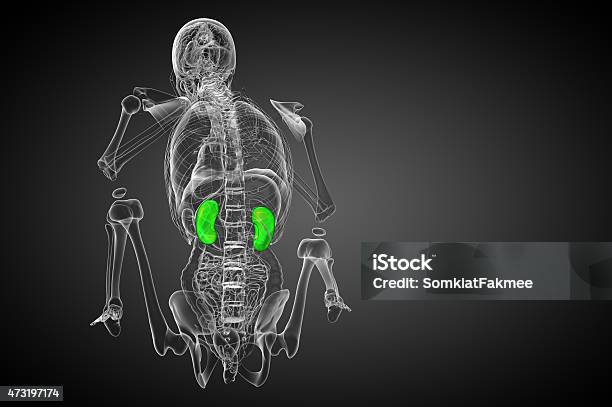 3d Render Medical Illustration Of The Human Kidney Stock Photo - Download Image Now - 2015, Anatomy, Biology