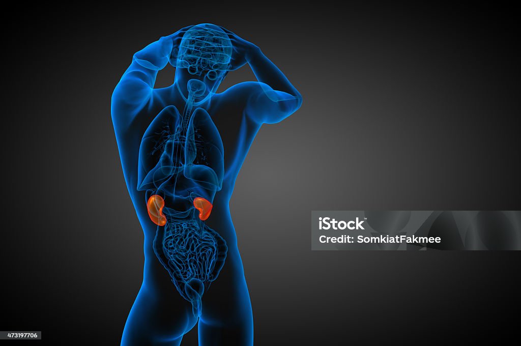 3d render medical illustration of the human kidney 3d render medical illustration of the human kidney - back view 2015 Stock Photo