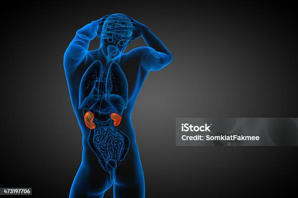 3d Render Medical Illustration Of The Human Kidney Stock Photo - Download Image Now - 2015, Anatomy, Bladder