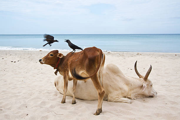istock Cattle in Uppuveli beach, Sri Lanka 473199986