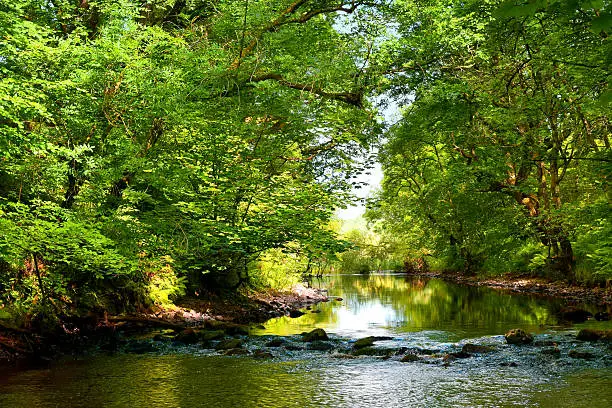 A woodland landscape of trees and river in the early morning light with the use of colour saturation in sunlight and shadow. Taken in the month of June at Cree wood in the southwest of Scotland.
