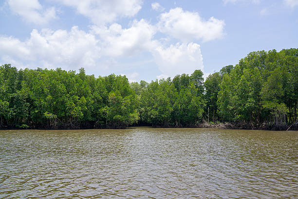istock Mangrove forest and the river next to the sea 473200418