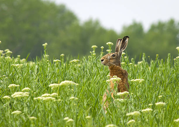 European hare (Lepus europaeus) The European hare (Lepus europaeus), also known as the brown hare, is a species of hare native to Europe and Western and Central Asia. derbyshire photos stock pictures, royalty-free photos & images