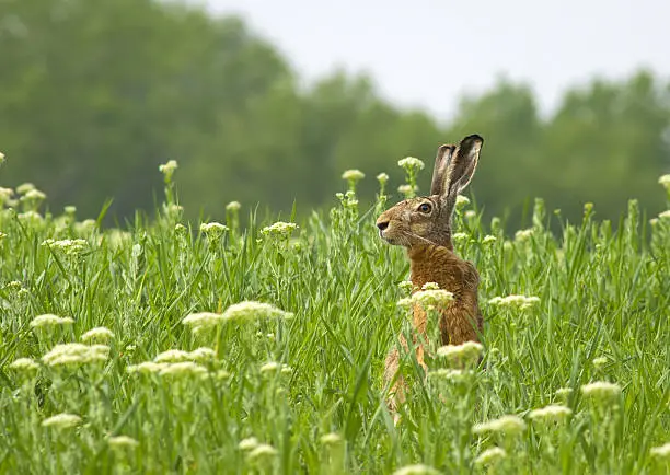 Photo of European hare (Lepus europaeus)