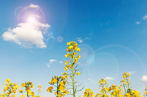 istock Beautiful yellow flowers of rapeseed 473204852