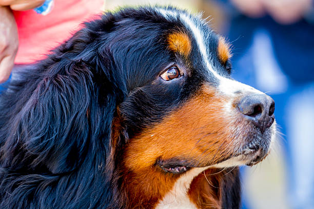 Portrait of Bernese Dog