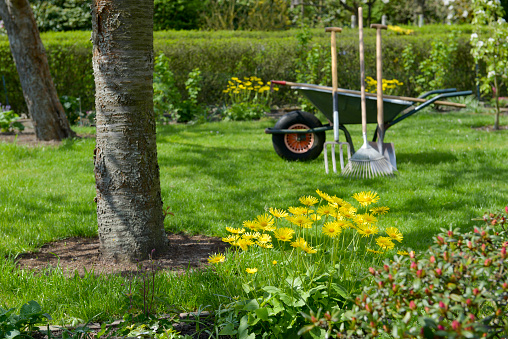 Spring in the garden, some flowers bloom, the wheelbarrow with garden tools.