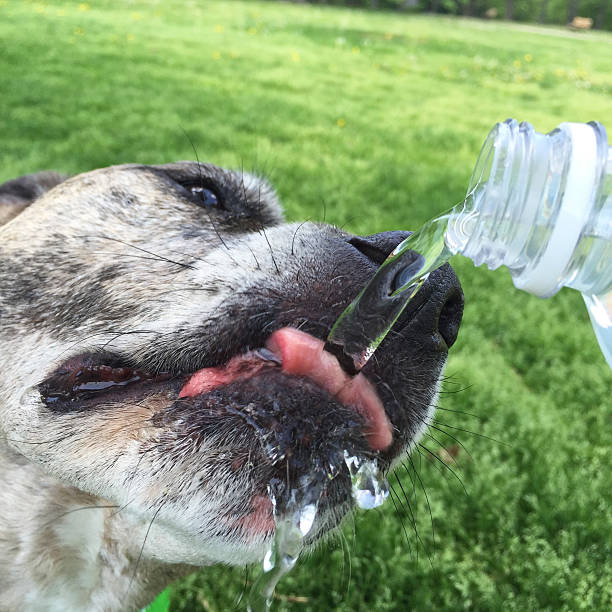 istock Dog Drinking Cold Water from Bottle on Hot Day 473215210