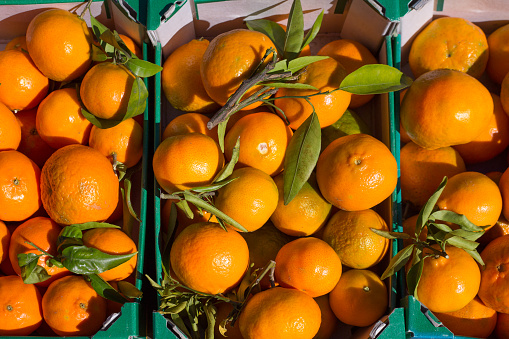 Orange tangerine fruits in harvest basket boxes in a row