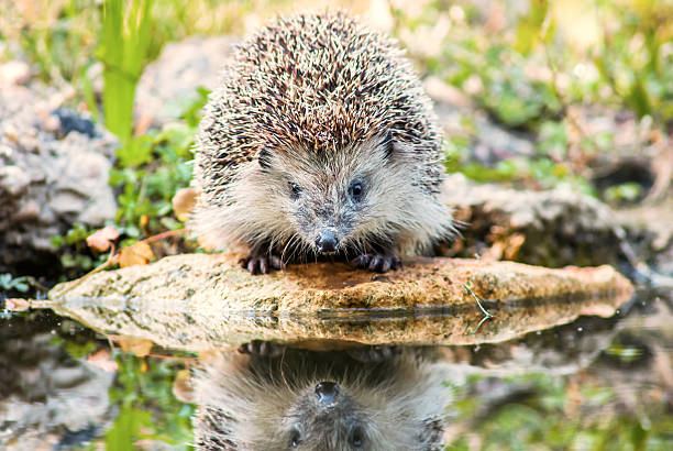 The European hedgehog The European hedgehog (Erinaceus europaeus: Linnaeus, 1758), also known as the West European hedgehog or common hedgehog, porcupine hedgehog rodent animal stock pictures, royalty-free photos & images