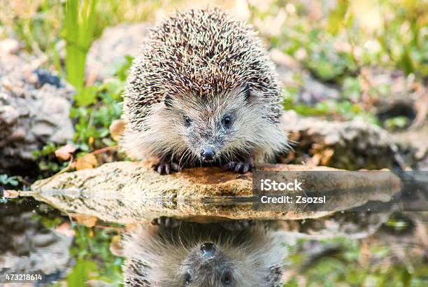 The European Hedgehog Stock Photo - Download Image Now - Hedgehog, Water, Drinking