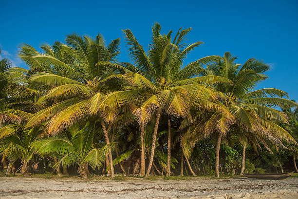 istock Tropical beach with coconut palm trees 473219008