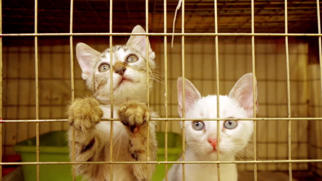 Kittens In Shelter Cage