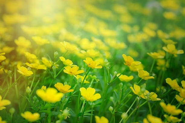 istock Meadow flowers - yellow flowers 473221902