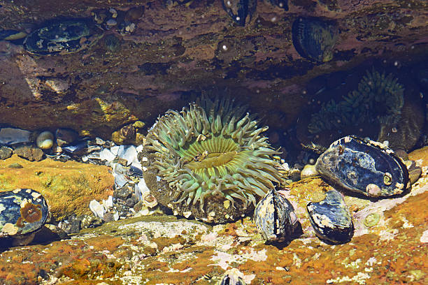 istock Colorful Sea Anemone 473223218