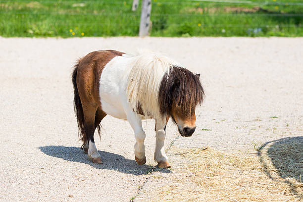 Beautiful female Shetland pony